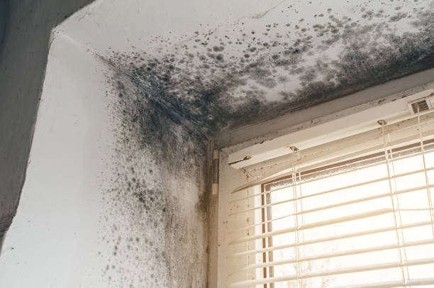 Affordable Black Mold Remediation solutions in Amissville, VA
